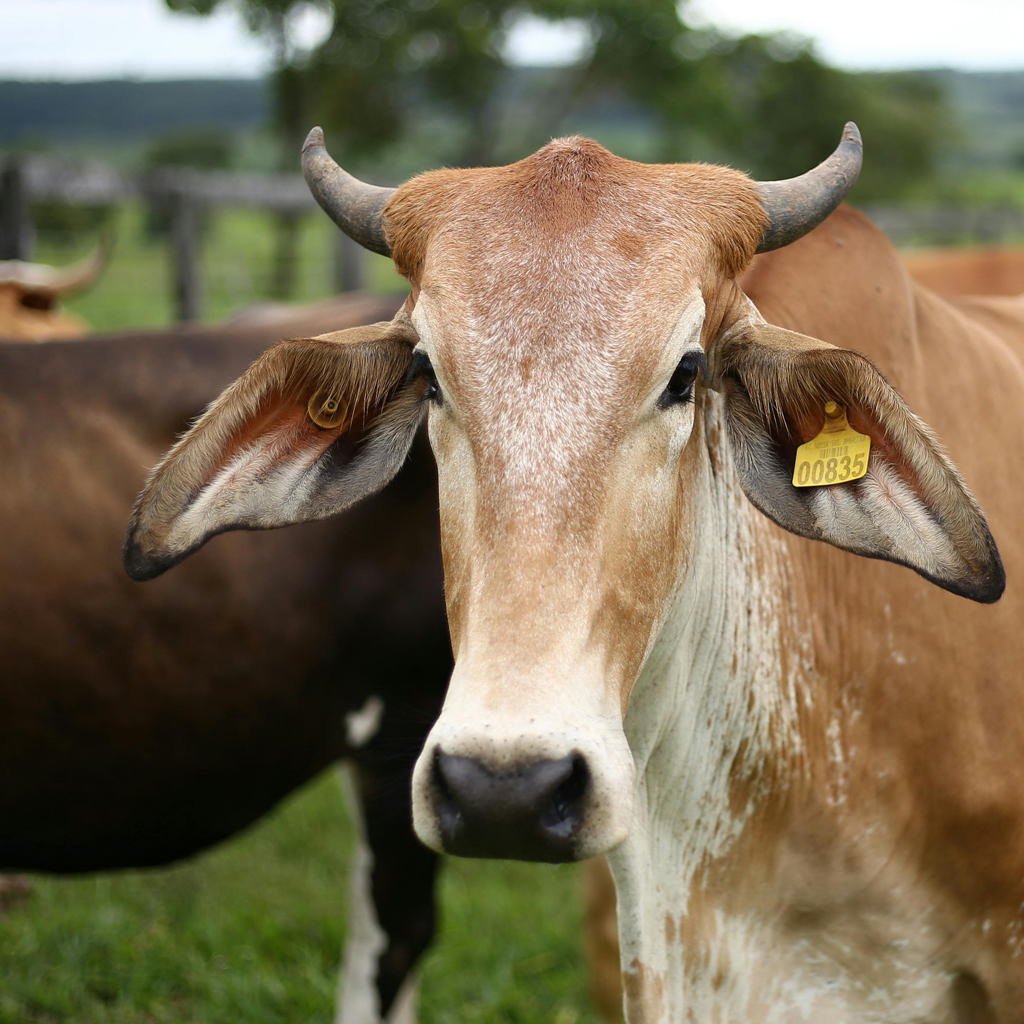 Animal Husbandry