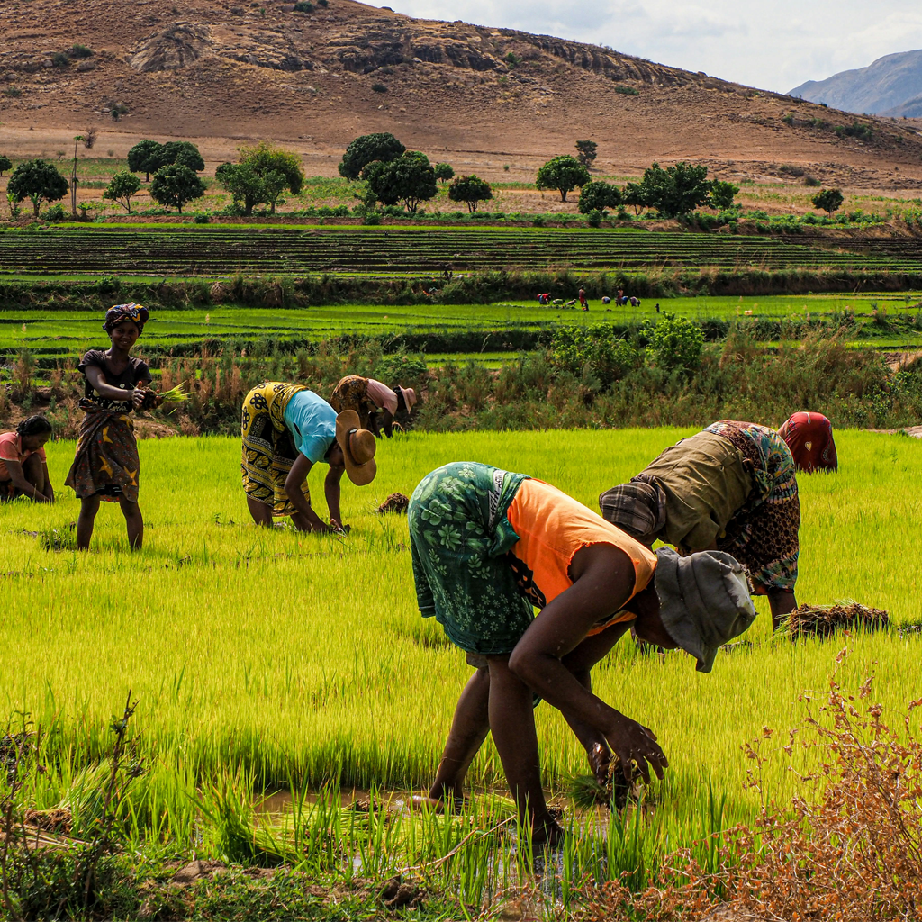 Gender Equality and Social Inclusion